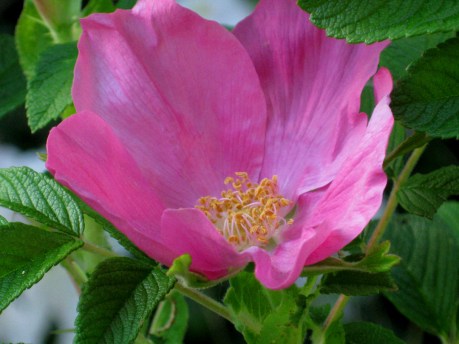 2013springbeachrose1