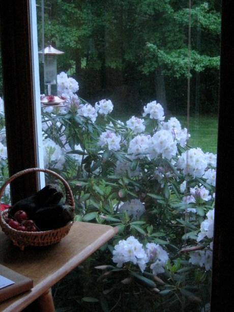 2013springrodiebloom2