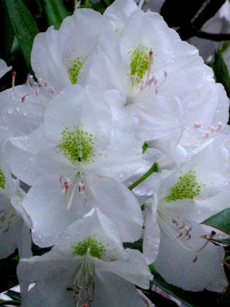 2013springrodiebloom3