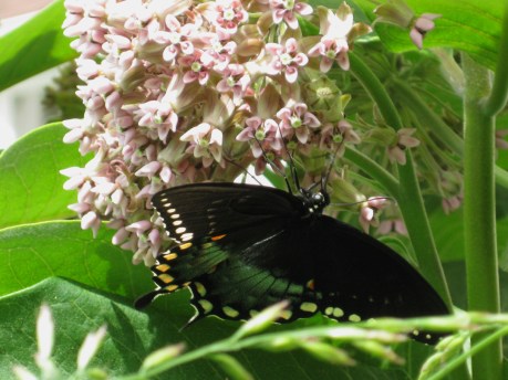 2013summerbutterfly1