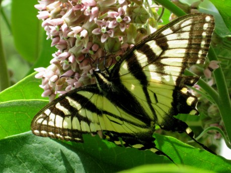 2013summerbutterfly2