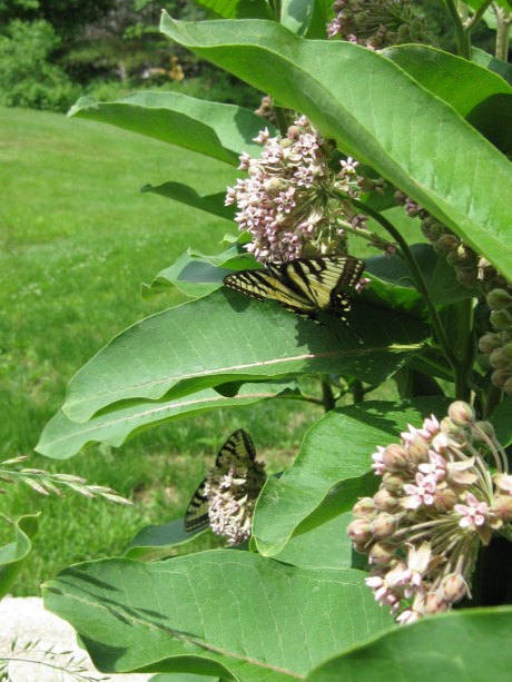2013summerbutterfly3