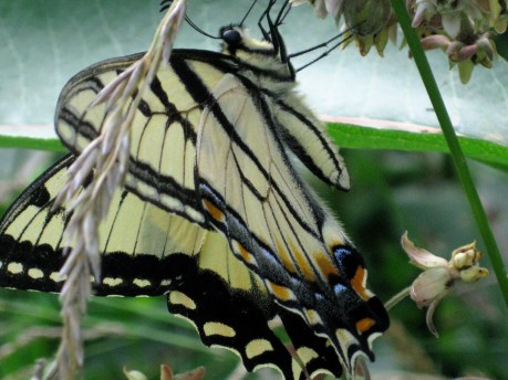 2013summerbutterfly4