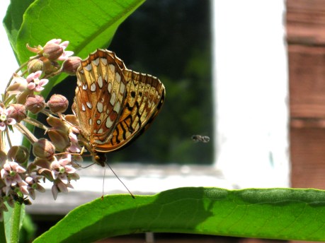 2013summerbutterfly5