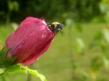 2013summerflowerbumble2