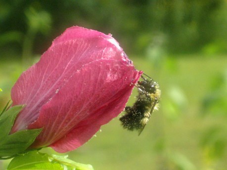 2013summerflowerbumble3