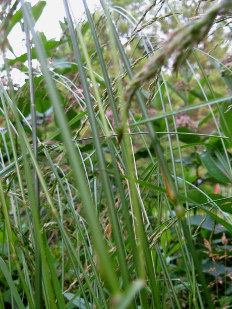 2013summergardengrass1