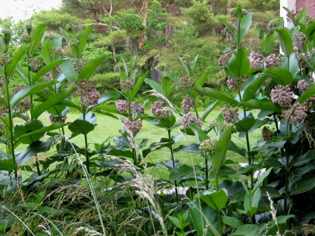 2013summergardengrass2