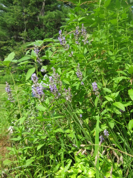 2013summergardengrass3