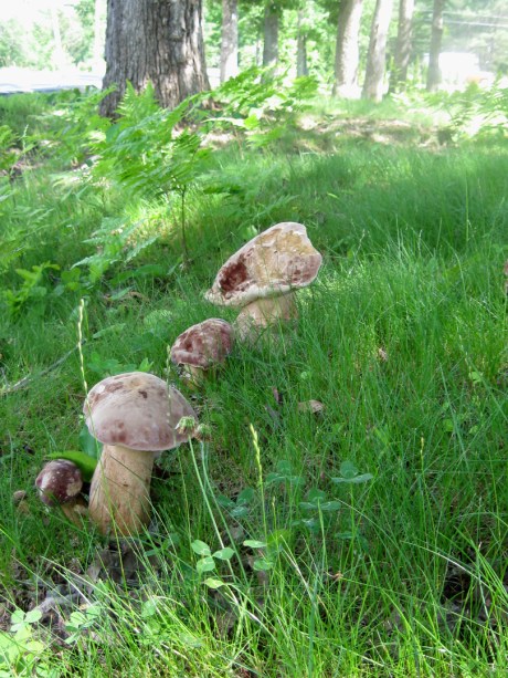 2013summermushroom3