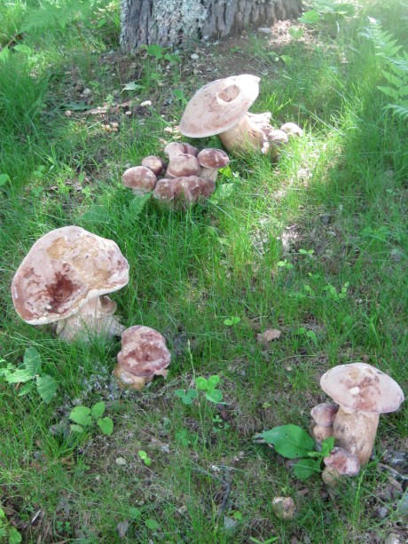 2013summermushroom4