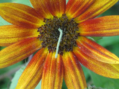 2013summersunflower1