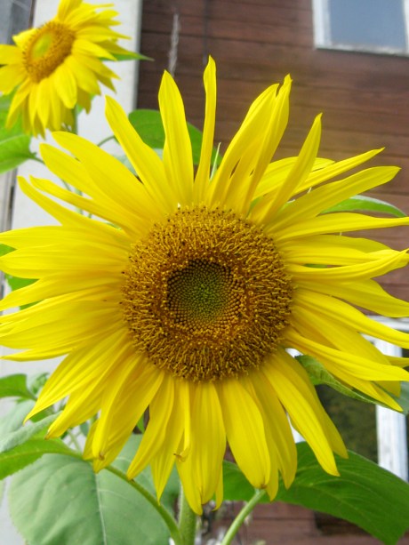 2013summersunflower2