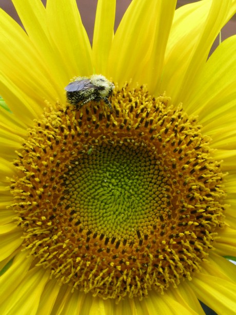 2013summersunflower3