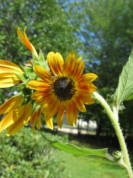 2013summersunflower5