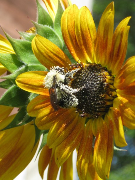 2013summersunflower6