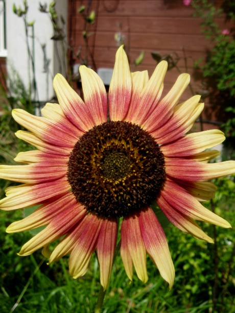 2013summersunflower8