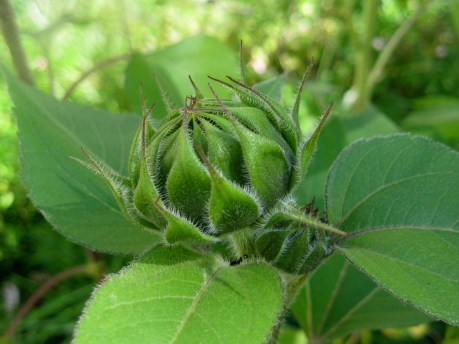 2013summersunflowerbud