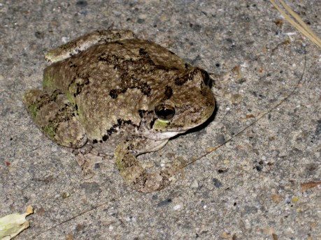 2013summertoad