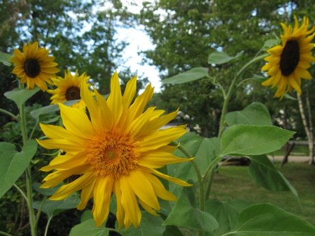 2014summersunflowers6