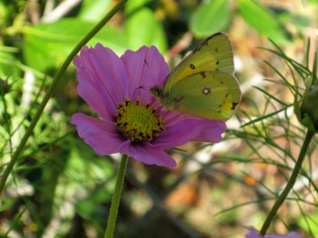 2014fallflowerbutterfly1