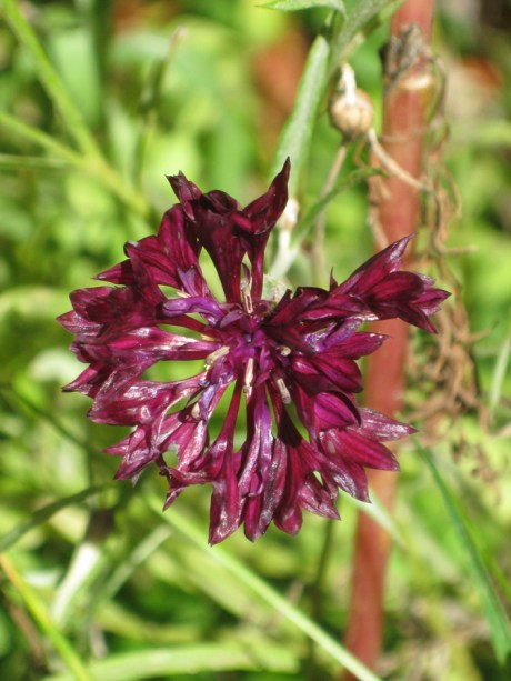 2014fallflowermaroon1