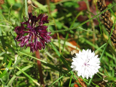 2014fallflowermaroon2