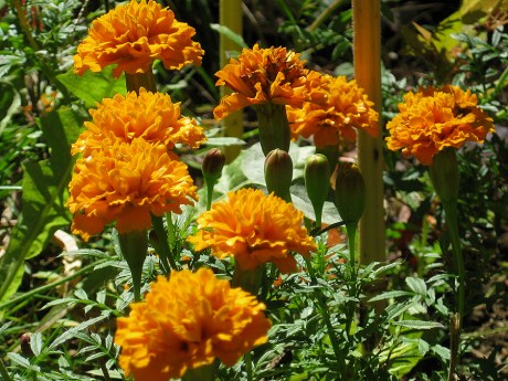 2014fallflowerorange1