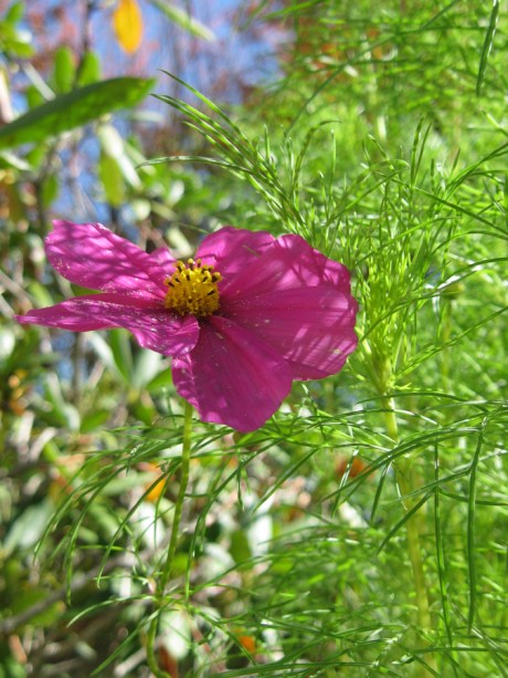 2014fallflowerpink11