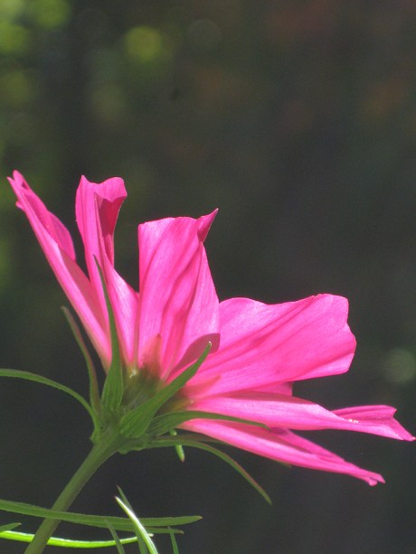 2014fallflowerpink12