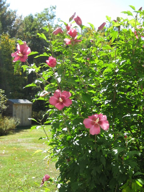 2014fallflowerpinkbush1