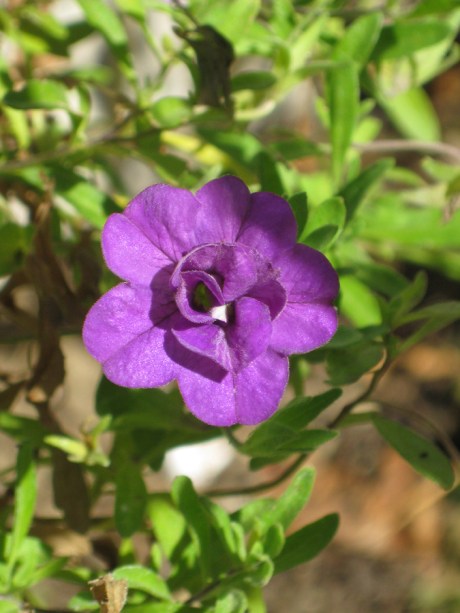 2014fallflowerpurple2