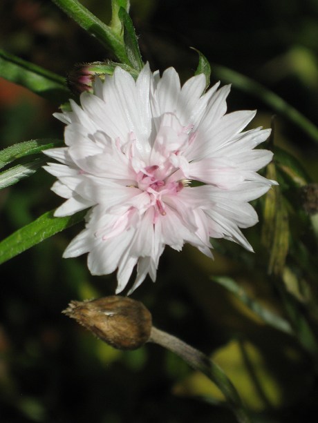 2014fallflowerwhite1