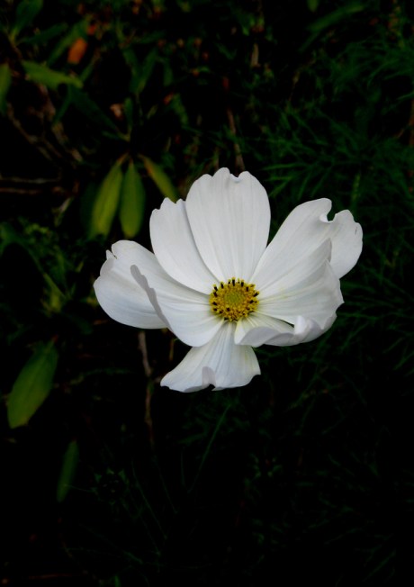 2014fallflowerwhite11