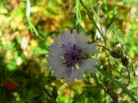 2014fallflowerwhite5A