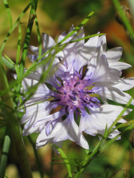 2014fallflowerwhite6