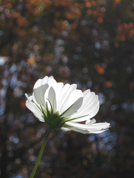 2014fallflowerwhite8