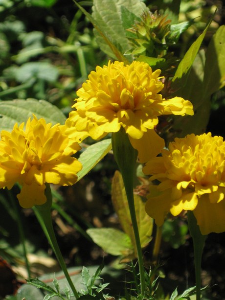 2014fallfloweryellow2