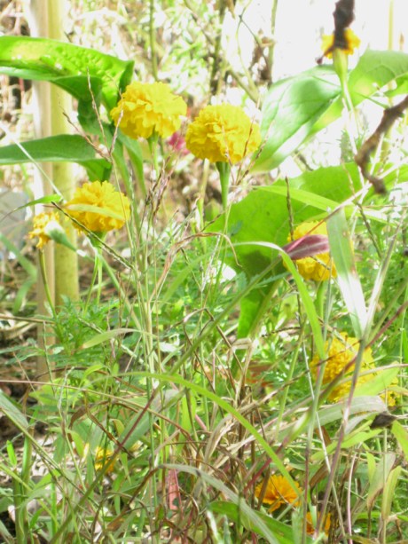 2014fallfloweryellow3