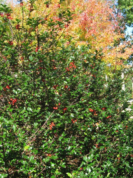 2014fallhollybush1