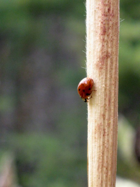 2014fallladybug1