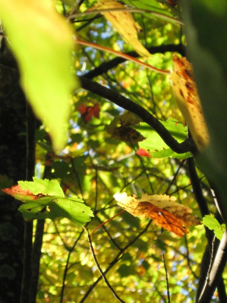2014fallleaves7