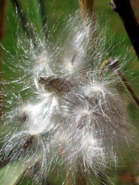 2014fallmilkweed4