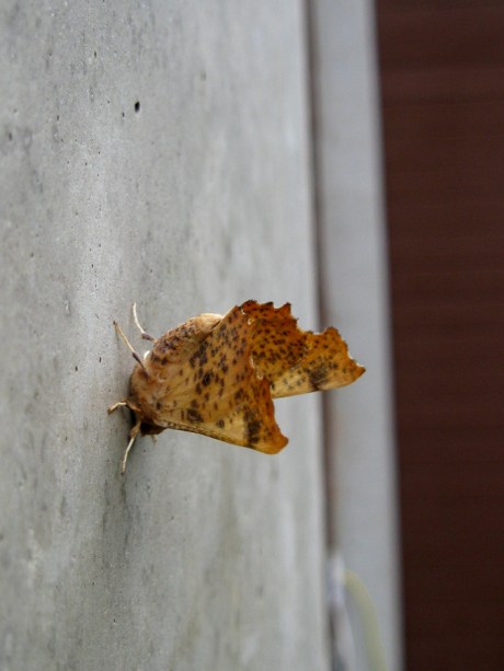 2014fallmoth2