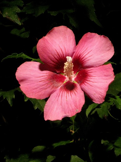 2014fallnightflowers3