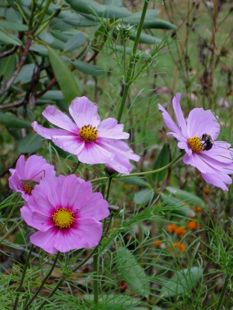 2014fallpurplecosmos1