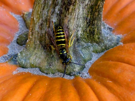 2014fallyellowjackets2