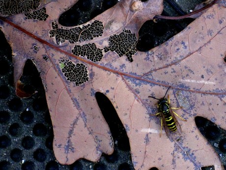 2014fallyellowjackets3