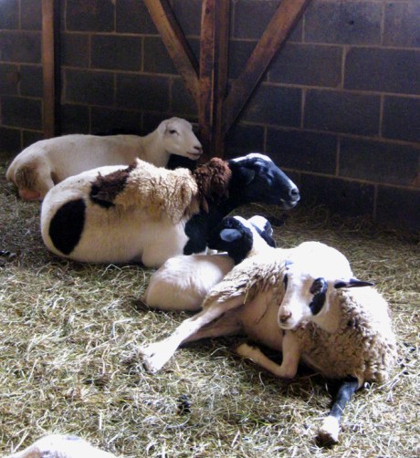 mothers and lambs