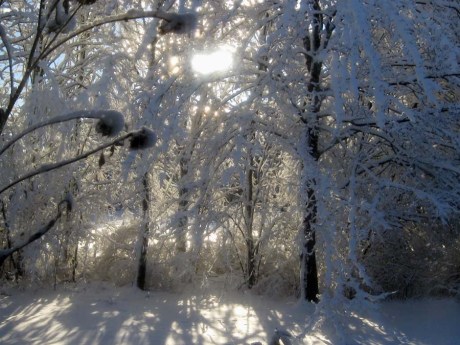 2014wintertreelight1